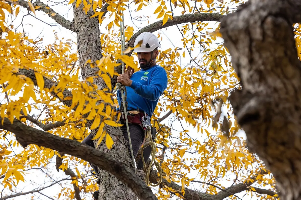 Skilled Tree Pruning crew working in Battle Ground